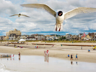 Close-up gulls flying over a busy South Jersey beach scene.