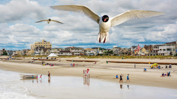 Close-up gulls flying over a busy South Jersey beach scene.