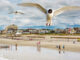 Close-up gulls flying over a busy South Jersey beach scene.