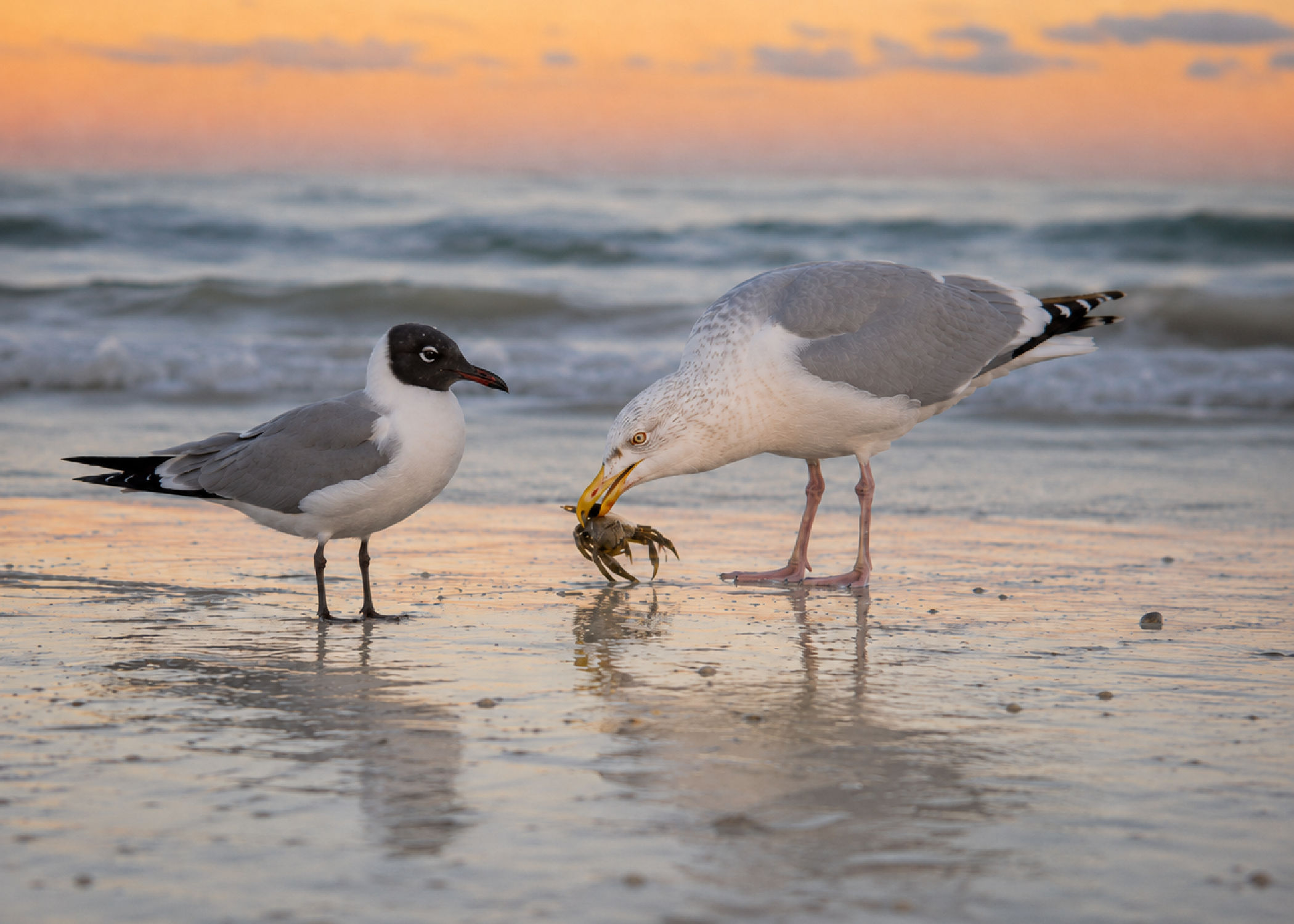 Herring gull and laughing gull on a Jersey Shore beach at sunset, with one gull holding a small crab.