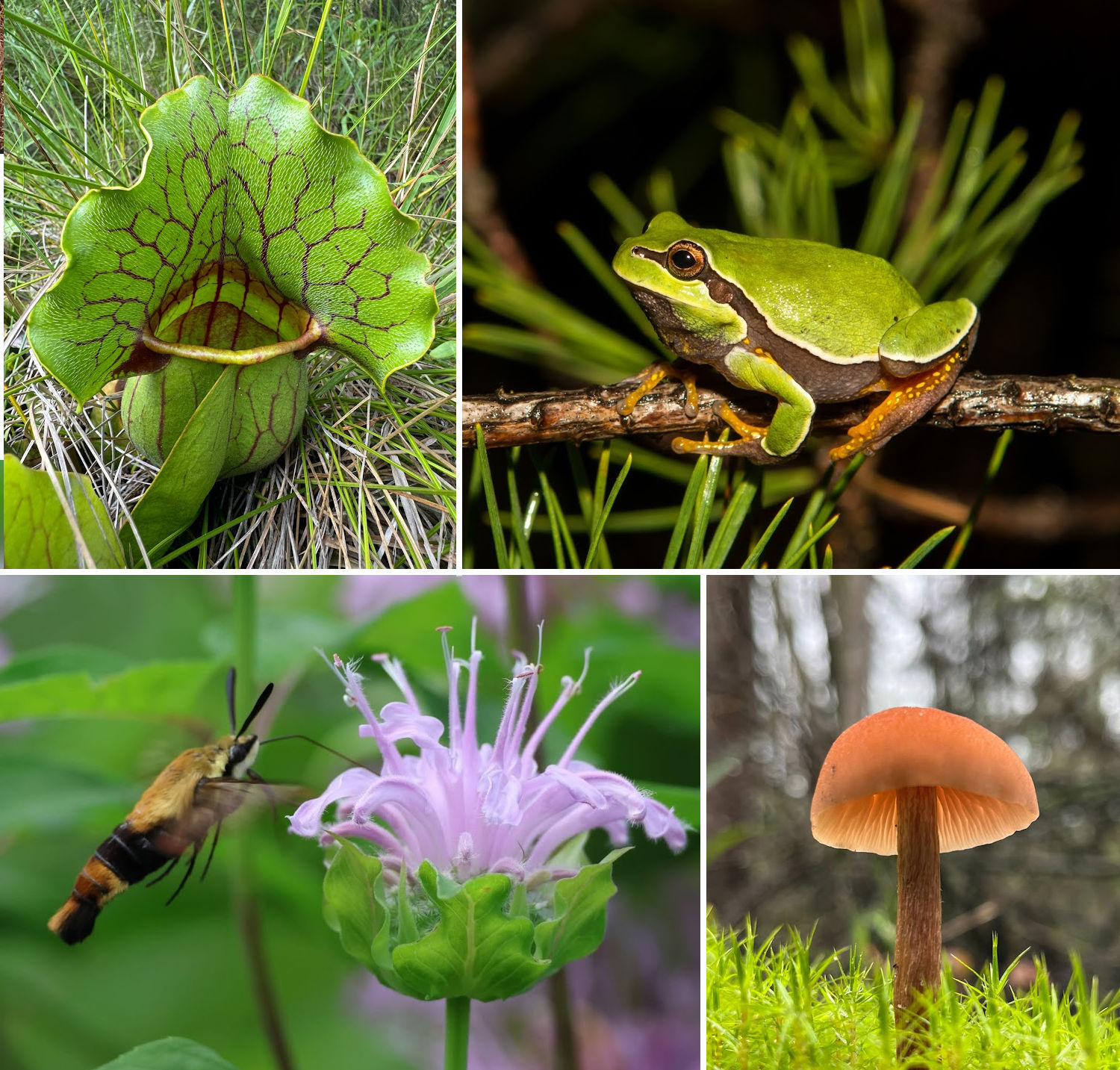 Jersey Shore wildlife collage showing a pitcher plant, tree frog, moth, flower, and mushroom.