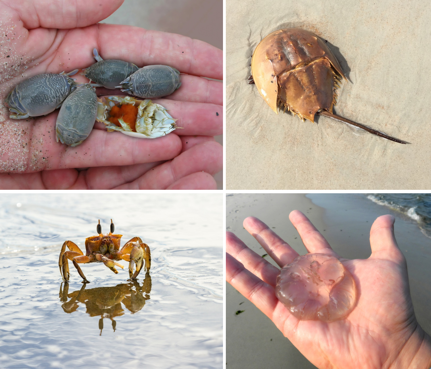 Jersey Shore wildlife collage showing mole crabs, a horseshoe crab, ghost crab, and moon jellyfish.