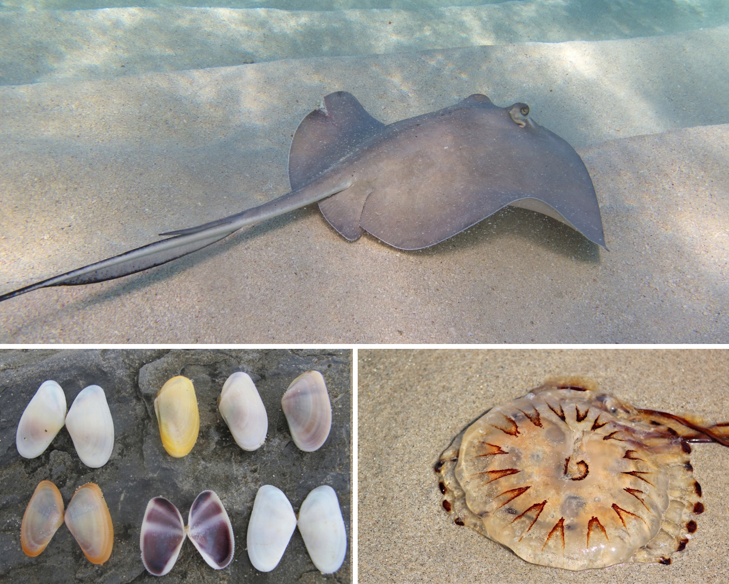 Jersey Shore wildlife collage showing a stingray, coquina shells, and a sea nettle jellyfish.