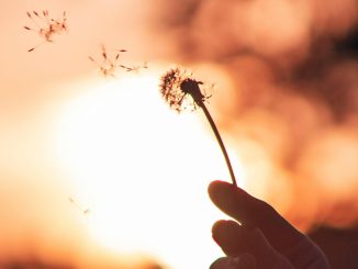 Hand holding a dandelion against a bright orange sunset