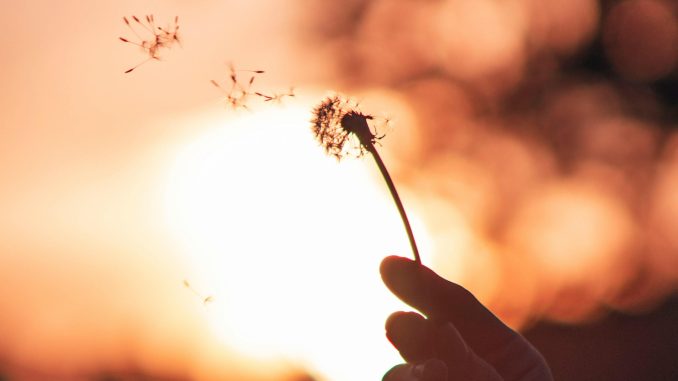 Hand holding a dandelion against a bright orange sunset