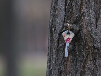 Vintage key hanging from a tree trunk in a wooded setting.