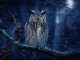 Great Horned Owl perched on a tree branch at night in a moonlit Philadelphia woodland
